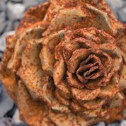 Download (11) - Kopie